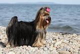 YORKSHIRE TERRIER 301